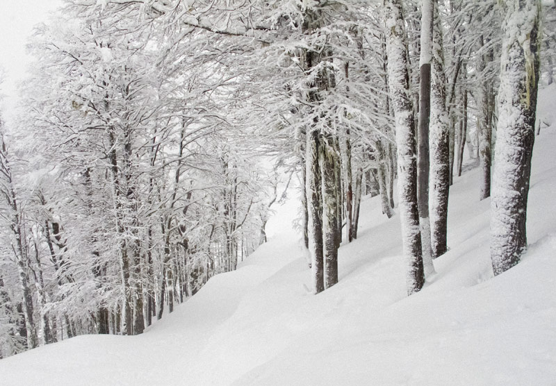 Low alpine trees on an Argentina storm day. pc: Ben Girardi